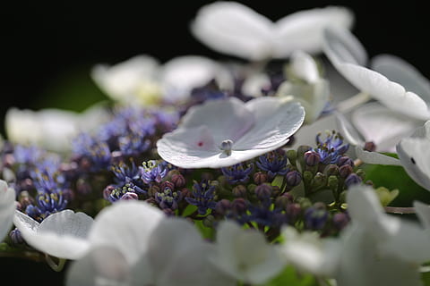 hortensia, blomstre, blomst, Lukk, natur, blomstrende plante, anlegg, friskhet, lilla, skjønnhet i naturen, selektiv fokusering, nærbilde, petal, blomsterhodet, inflorescence, sårbarhet, skjørhet, ingen folk, vekst, terapi, dag, våren, studio skudd, aromaterapi, luksus, blomsterdekorasjon, en haug med blomster, 5K, CC0, offentlig domene, opphavsrett gratis