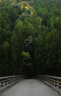 sosesc, construit, drum, gri, beton, pod, lângă, verde, pădure, copac, roadtrip, balustradă, plantă, Culoarea verde, creştere, natură, nici o persoana, frunziş, frumusețe în natură, conexiune, calea de urmat, luxuriant frunziș, direcţie, teren, transport, zi, pod - om construit, construită, podeț, în aer liber, pădure tropicală, 2K, CC0, domeniu public, fără drepturi de autor