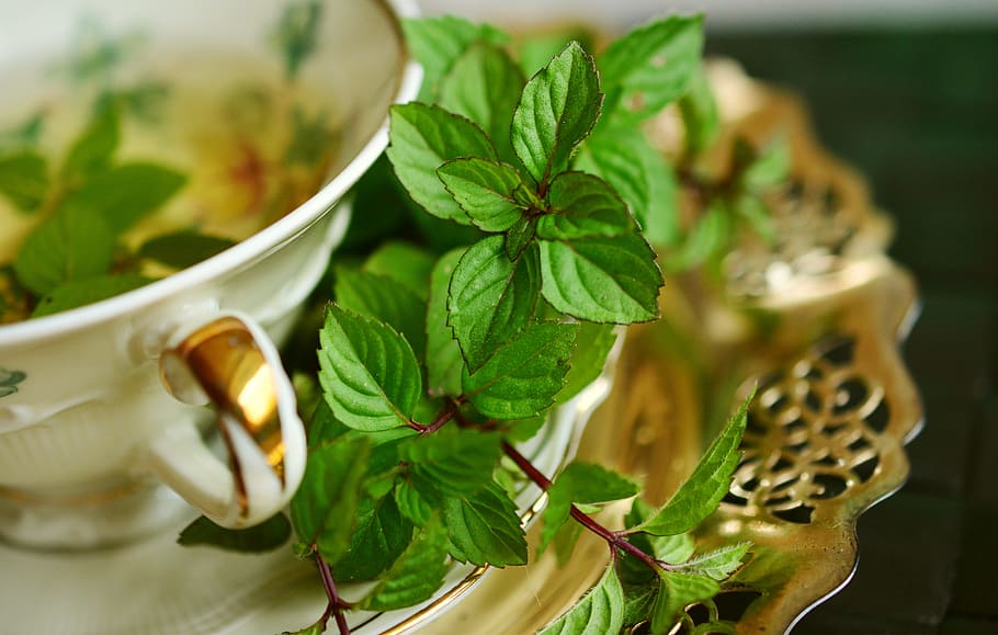 verd, planta de fulla, plat, menta, te de menta, tee, fulles, herbes medicinals, herbes de te, planta d’herbes, herba de cuina, saludable, planta medicinal, beure, menta verda, Salut, curació, naturalesa, herbes, aroma, gust, tassa, vaixella, coberta, or daurat, full, part de la planta, menjar i beguda, planta, herba, primer pla, te, menjar, color verd, alimentació saludable, te - beguda calenta, beguda calenta, benestar, refresc, centrar-se en primer pla, medicina, cap gent, tassa de te, fulla de menta - culinària, tetera, vidre, 5K