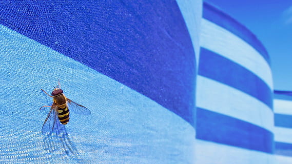 mosca de la flor, hoverfly, insecte, ratlles, groc, naturalesa, vida salvatge, macro, ala, error, estiu, drap, teixit, tèxtil, blau, invertebrat, temes d'animals, fauna animal, animal, animals a la natura, un animal, primer pla, cap gent, dia, ala dels animals, part del cos dels animals, a l'aire lliure, centrar-se en primer pla, funció de construcció de parets, tir de l'estudi, enfocament selectiu, fons blau, 2K, CC0, domini públic, lliure de regalies