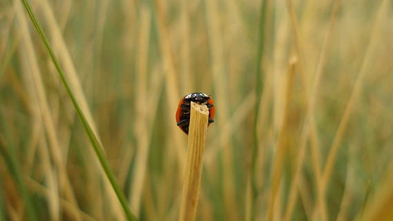insetto, scarafaggio, coccinella, macro, halm, erba, natura, vicino, dolce, temi animali, animale, fauna selvatica, animali allo stato selvatico, un animale, pianta, avvicinamento, invertebrato, nessuno, giorno, concentrarsi sulle conoscenze acquisite, pianta di cereali, all'aperto, raccolto, bellezza nella natura, filo d'erba, 1080P, CC0, dominio pubblico, privo di copyright