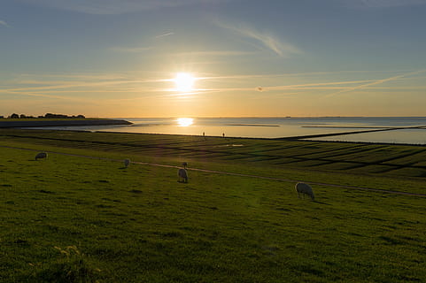gün batımı, şafak, Güneş, doğa, peyzaj, North Beach, hendek, Nordfriesland, gökyüzü, arazi, çimen, manzaralar - doğa, doğada güzellik, huzur, sakin sahne, Su, alan, hayvan grubu, bitki, hayvan, çiftlik hayvanları, deniz, hayvan temaları, insansız, Evcil Hayvanlar, açık havada, 5K, CC0, kamu malı, telif ücretsiz