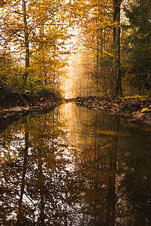 river between trees, body, water, surrounded, brown, leafed, trees, river, stream, reflection, tree, plant, forest, tranquility, beauty in nature, nature, land, tranquil scene, autumn, no people, scenics - nature, growth, non-urban scene, lake, change, outdoors, day, woodland, 5K, CC0, public domain, royalty free