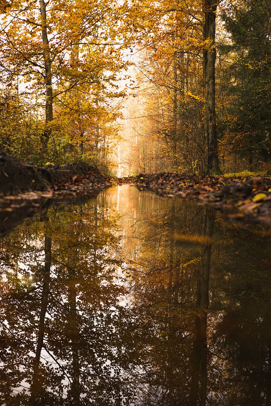 river between trees, body, water, surrounded, brown, leafed, trees, river, stream, reflection, tree, plant, forest, tranquility, beauty in nature, nature, land, tranquil scene, autumn, no people, scenics - nature, growth, non-urban scene, lake, change, outdoors, day, woodland, 5K