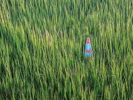 campo d'erba, cono, natura, perseveranza, crescita, insolito, pianta, colore verde, erba, campo, terra, giorno, la tranquillità, raccolto, nessuno, bellezza nella natura, agricoltura, paesaggio, scena rurale, all'aperto, scenics - natura, scena tranquilla, pianta di cereali, vista dall'alto, 4K, CC0, dominio pubblico, privo di copyright