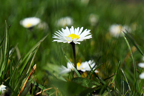 bunga aster, bunga, putih, musim semi, menanam, padang rumput, alam, bunga-bunga, rumput, padang rumput bunga, musim panas, di luar rumah, tanaman chamomile, warna hijau, kesegaran, kuning, merapatkan, tanaman berbunga, pertumbuhan, keindahan di alam, kerapuhan, kerentanan, kepala bunga, hal berkembang, warna putih, daun bunga, tidak ada orang, tanah, bidang, hari, serbuk sari, bilah rumput, 4K, CC0, domain publik, bebas royalti