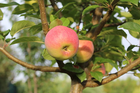 Apfel, Apfelbaum, Obst, Essen und Trinken, Lebensmittel, gesundes Essen, Blatt, Baum, Pflanze, Pflanzenteil, Apfel - Frucht, Ast, Frische, keine Leute, Wachstum, Natur, Wohlbefinden, Fokus auf den Vordergrund, Nahansicht, Obstbaum, grüne Farbe, reif, draußen, 5K, CC0, gemeinfrei, lizenzfrei