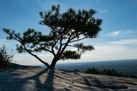 Baum, Sonnenlicht, Geäst, Licht, Landschaft, Stone Mountain Park, draussen, Äste, hell, schöne Landschaft, Umgebung, Szene, szenisch, Sonne, Grün, blauer Himmel, Pflanze, Himmel, Schönheit in der Natur, Ruhe, Natur, ruhige Szene, Wachstum, Szenen - Natur, wolke - himmel, Tag, keine Leute, Wasser, Schatten, Nicht-städtische Szene, Land, draußen, 4K, CC0, gemeinfrei, lizenzfrei