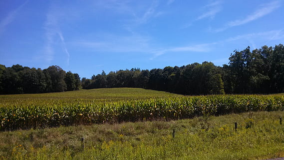 corn, cornfield, landscape, plant, tree, sky, growth, tranquil scene, tranquility, grass, beauty in nature, scenics - nature, field, land, environment, nature, cloud - sky, green color, rural scene, day, agriculture, no people, outdoors, 2K, CC0, public domain, royalty free