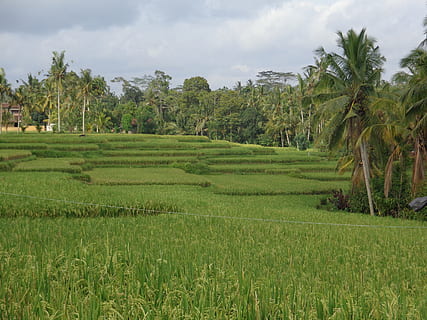 Bali, ubud, pola ryżowe, wzrost, roślina, krajobraz, drzewo, zielony kolor, rolnictwo, pole, scena wiejska, scenics - natura, wylądować, niebo, piękno natury, drzewo palmowe, chmura - niebo, spokojna scena, środowisko, spokój, gospodarstwo rolne, Natura, przyciąć, żadnych ludzi, na dworze, plantacja, uprawa herbaty, palma kokosowa, 2K, CC0, domena publiczna, darmowe zdjęcia