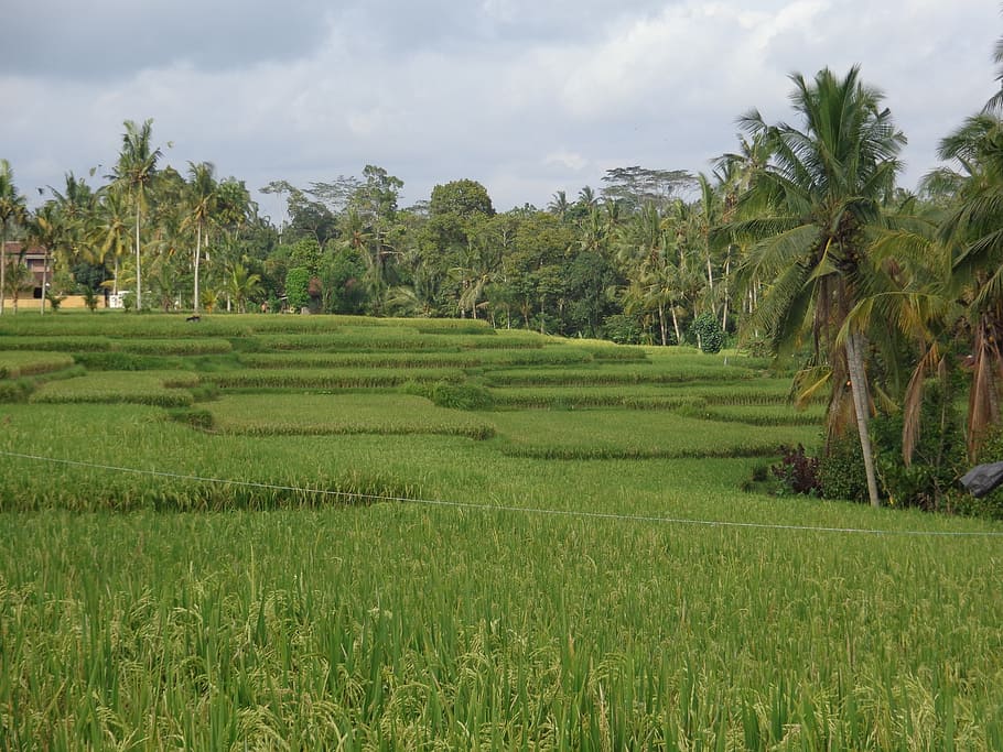 bali, ubud, camps d’arròs, creixement, planta, paisatge, arbre, color verd, agricultura, camp, escena rural, escenics - natura, terra, cel, bellesa a la natura, Palmera, núvol - cel, escena tranquil·la, medi ambient, tranquil·litat, granja, naturalesa, cultiu, cap gent, a l'aire lliure, plantació, cultiu de te, palmera de coco, 2K