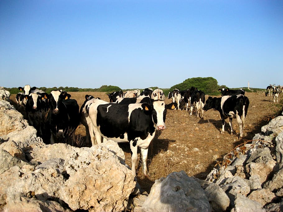 vaques, cantonada, naturalesa, estiu, ramat, gran grup d’animals, animal, bestiar, temes d'animals, agricultura, mamífer, vertebrats, animals domèstics, nacional, cel clar, grup d’animals, cel, còpia espai, mascotes, vaca, dia, paisatge, terra, rock, cap gent, a l'aire lliure, herbívors, 2K