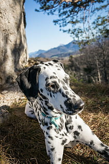 dalmatians, batu, gunung, anjing, matahari sore, alam, kenaikan, musim gugur, satu binatang, tema binatang, hewan, mamalia, binatang lokal, hewan peliharaan, bertulang belakang, lokal, anjing dalmatian, menanam, bidang, tidak ada orang, hari, fokus pada latar depan, tanah, mencari, merapatkan, di luar rumah, 4K, CC0, domain publik, bebas royalti