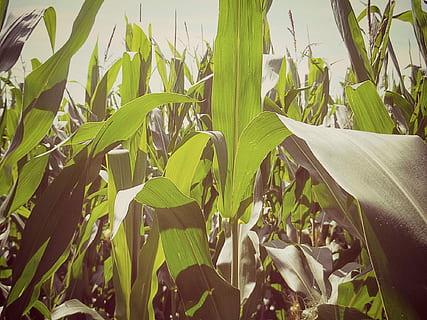 Mais, Kornfeld, Feld, Blätter, Landwirtschaft, Grün, Futtermais, Pflanze, Natur, Lebensmittel, Sommer-, Maispflanzen, Tierfutter, Anbau, Maisblätter, Landschaft, schließen, Blatt, Wachstum, grüne Farbe, keine Leute, Pflanzenteil, Schönheit in der Natur, Land, Tag, Nahansicht, Ruhe, Ernte, Sonnenlicht, ländliche Szene, draußen, Bauernhof, 1080P, CC0, gemeinfrei, lizenzfrei