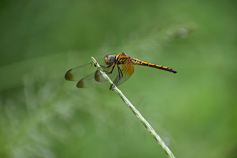 libélula, alas, insecto, temas de animales, fauna animal, invertebrado, animales en la naturaleza, un animal, animal, ala animal, planta, de cerca, belleza en la naturaleza, centrarse en primer plano, naturaleza, día, nadie, color verde, zoología, al aire libre, vista lateral, 5K, CC0, dominio público, libre de derechos