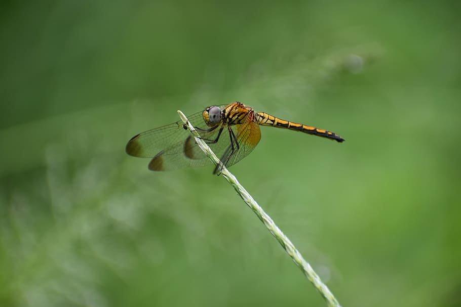 libélula, alas, insecto, temas de animales, fauna animal, invertebrado, animales en la naturaleza, un animal, animal, ala animal, planta, de cerca, belleza en la naturaleza, centrarse en primer plano, naturaleza, día, nadie, color verde, zoología, al aire libre, vista lateral, 5K