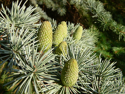 Tanne, Zapfhahn, Kiefernzapfen, Wald, Natur, Holz, Nadeln, Immergrün, Dekoration, Kegelschuppen, Ast, Nadelzweig, Pflanze, Baum, grüne Farbe, Wachstum, keine Leute, Nahansicht, Kiefer, Nadelbaum, Nadel - Pflanzenteil, Pinaceae, Schönheit in der Natur, Fokus auf den Vordergrund, Tag, Weihnachtsbaum, draußen, Frische, Blatt, Tannenzapfen, Tannenbaum, 2K, CC0, gemeinfrei, lizenzfrei