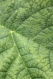 blad, struktur, grøn, natur, baggrund, bladårer, plante, makro, have, strukturer, overflade, plante del, fuld ramme, grøn farve, baggrunde, bladvenen, tæt på, ingen mennesker, vækst, mønster, skønhed i naturen, dag, udendørs, botanik, friskhed, naturligt mønster, tekstureret, træ, 4K, CC0, offentligt domæne, royaltyfrie