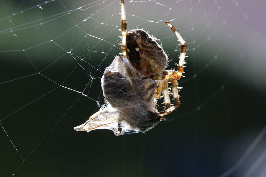 teranyina, abella, salvatge, naturalesa, mort, aranya, web, naturalesa salvatge, menjar, kamp, capturat, Vespa, xarxa, un animal, temes d'animals, primer pla, insecte, fragilitat, animal, animals a la natura, invertebrat, fauna animal, aràcnids, vulnerabilitat, artròpode, centrar-se en primer pla, cap gent, part del cos dels animals, supervivència, zoologia, complexitat, a l'aire lliure, cames d’animal, verinós, 1080P