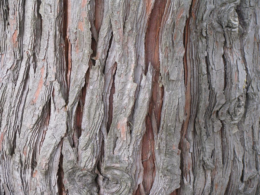 cedre, arbre, escorça, tronc, chamaecyparis, lawsoniana, fusta, textura, aspre, fons, marc complet, cap gent, primer pla, patró, tronc de l'arbre, patró natural, material de fusta, dia, escorça de la planta, a l'aire lliure, naturalesa, planta, resistent, marró, vell, gra de fusta, efecte texturat, 2K
