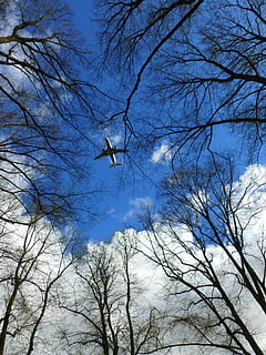 avions, núvols, arbres, ala, cel, blau, estètic, cel blau, superior, volar, flyer, vol, alt, airejat, arbre nu, animals a la natura, ocell, fauna animal, temes d'animals, branca, arbre, vista d’angle baix, vertebrats, planta, animal, cap gent, naturalesa, volant, grup d’animals, dia, núvol - cel, bellesa a la natura, a l'aire lliure, directament a sota, ramat d’ocells, copa de l'arbre, 4K, CC0, domini públic, lliure de regalies