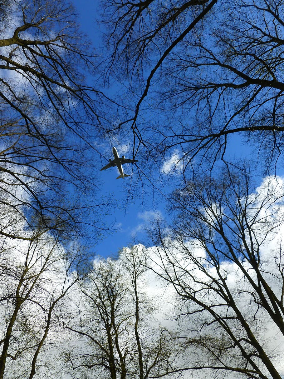avions, núvols, arbres, ala, cel, blau, estètic, cel blau, superior, volar, flyer, vol, alt, airejat, arbre nu, animals a la natura, ocell, fauna animal, temes d'animals, branca, arbre, vista d’angle baix, vertebrats, planta, animal, cap gent, naturalesa, volant, grup d’animals, dia, núvol - cel, bellesa a la natura, a l'aire lliure, directament a sota, ramat d’ocells, copa de l'arbre, 4K