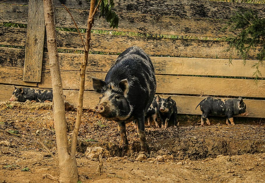 porcs, sembra, garrins, pigsty, mamífer, nacional, bestiar, carn de porc, Agricultura, rural, porcí, cria, pigpen, temes d'animals, fauna animal, animal, cap gent, porc, animals a la natura, grup d’animals, vertebrats, mascotes, animals domèstics, porc senglar, camp, terra, dia, garrí, naturalesa, brutícia, a l'aire lliure, fang, família d’animals, 2K