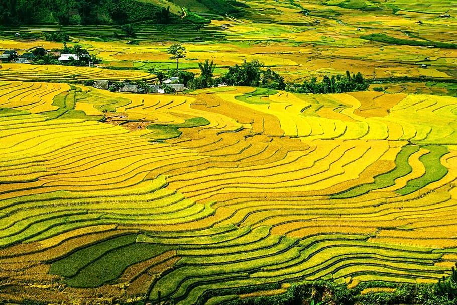 aèria, fotografia, verd, camp d'arròs, durant el dia, terrasses d’arròs, camps d’arròs, paddy, camps, terrasses, colorit, mu cang chai, yen bai, vietnam, terrassa, vall, paisatge, agricultura, escena rural, camp, escenics - natura, granja, medi ambient, terra, creixement, bellesa a la natura, planta, naturalesa, tranquil·litat, arròs - planta de cereals, arròs, cultiu, camp de terrasses, groc, escena tranquil·la, cap gent, a l'aire lliure, 1080P