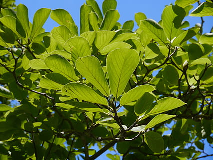 hemel, wolk, wind, natuurlijk, hout, bossen, tak, ader, groen, blad, hemelsblauw, Tomei snelweg, weg, ayuzawa-parkeerplaats, zomer, Japan, deel van de plant, groene kleur, fabriek, groei, schoonheid in de natuur, lage hoekweergave, natuur, dag, detailopname, geen mensen, boom, buitenshuis, versheid, zonlicht, blauw, kwetsbaarheid, breekbaarheid, kalmte, bladeren, 4K, CC0, publiek domein, royaltyvrij