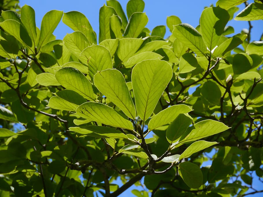 cielo, nube, vento, naturale, legna, boschi, ramo, vena, verde, foglia, cielo blu, tomei superstrada, strada, area di parcheggio ayuzawa, estate, Giappone, parte vegetale, colore verde, pianta, crescita, bellezza nella natura, Inquadratura dal basso, natura, giorno, avvicinamento, nessuno, albero, all'aperto, freschezza, luce del sole, blu, vulnerabilità, fragilità, la tranquillità, le foglie, 4K