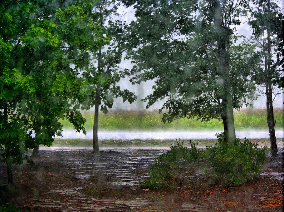 træer, Skov, regn, regner, torden, vandpytter, storm, landskab, grøn, vejr, træ, miljø, udendørs, tåget, våd, regnfuld, sommer, natur, ingen mennesker, dag, vækst, plante, vand, skønhed i naturen, grøn farve, ro, rolig scene, scenics - natur, retning, ikke-urbane scene, jord, vejen frem, 2K
