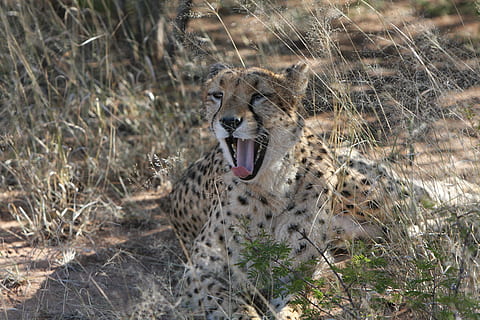 gepard, rovdyr, namibia, vild, natur, ødemark, safari, vilde dyr, jage, dyr verden, vilde liv, opdage vildt, fotografering vilde, fauna, dyr i naturen, et dyr, dyreliv, dyr, munden åben, gaben, dag, safari dyr, leopard, dyre temaer, pattedyr, feline, kat, mund, stor kat, hvirveldyr, ingen mennesker, dyr kropsdel, jord, Mark, udendørs, dyre mund, dyre tænder, brølende, dyr hoved, 4K, CC0, offentligt domæne, royaltyfrie