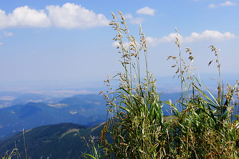 udsigt, bjerg, dal, alpine, himmel, plante, vækst, skønhed i naturen, sky - himmel, natur, ro, dag, rolig scene, ingen mennesker, landskab, scenics - natur, Mark, miljø, fokus på forgrunden, jord, udendørs, blomst, blomstrende plante, 4K, CC0, offentligt domæne, royaltyfrie