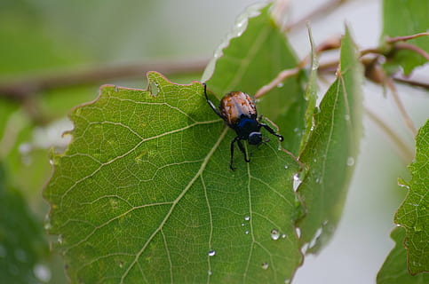 hoja de bettle, escarabajo, hoja, insecto, naturaleza, vida, parásito, planta, temporada, agricultura, dañado, comiendo, granja, producto, destructor, parte de la planta, invertebrado, animal, temas de animales, fauna animal, animales en la naturaleza, de cerca, color verde, un animal, nadie, enfoque selectivo, al aire libre, día, macro, soltar, pequeña, 4K, CC0, dominio público, libre de derechos