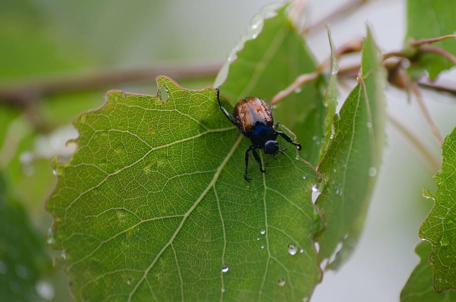 escarabat de fulla, escarabat, full, insecte, naturalesa, error, la vida, plaga, planta, temporada, agricultura, espatllat, menjar, granja, producte, trencador, part de la planta, invertebrat, animal, temes d'animals, fauna animal, animals a la natura, primer pla, color verd, un animal, cap gent, enfocament selectiu, a l'aire lliure, dia, macro, tirar, petit, 4K