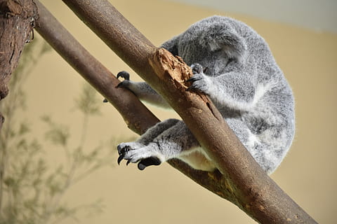 y, at se, tilbage, ?, grå, koala, trægrene, bære, træ, kløer, pels, vild, dyreliv, dyr, abe, Skov, dyre temaer, pattedyr, dyr i naturen, et dyr, afdeling, ingen mennesker, fokus på forgrunden, hvirveldyr, natur, lempelse, dag, plante, hvilende, udendørs, sidebillede, lemur, 5K, CC0, offentligt domæne, royaltyfrie