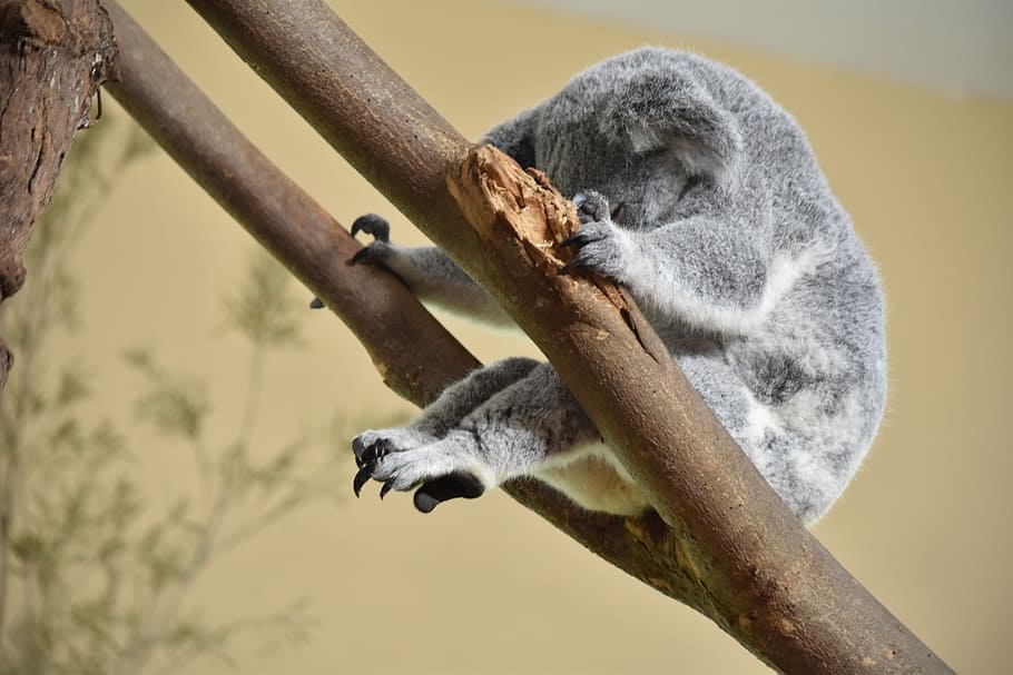 y, vidění, zadní, ?, šedá, koala, větve stromů, medvěd, strom, drápy, srst, divoký, volně žijících živočichů, zvíře, opice, les, zvířat, savec, zvířata ve volné přírodě, jednoho zvířete, větev, nikdo, zaměřit se na popředí, obratlovců, Příroda, relaxace, den, rostlina, odpočívá, venku, boční pohled, lemur, 5K