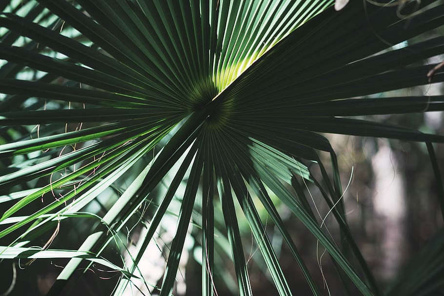 grøn, bladede, plante, dagtimerne, tæt, Foto, fan palm, blad, træ, skygge, Palme træ, vækst, grøn farve, plante del, palmblad, tropisk klima, natur, skønhed i naturen, dag, ingen mennesker, tæt på, udendørs, sollys, fokus på forgrunden, naturligt mønster, friskhed, 5K
