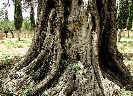 Stumpf, Olivenbaum, alt, Natur, Olive, Baum, Umgebung, Grün, Garten, Zypern, Wald, Baumstamm, draußen, Pflanze, grüne Farbe, Wurzel, Tag, Kofferraum, Wachstum, Borke, Land, keine Leute, texturiert, Ruhe, Holz - Material, Rau, Sonnenlicht, Nahansicht, Muster, 2K, CC0, gemeinfrei, lizenzfrei