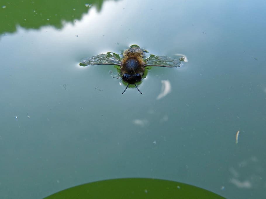 abella, ofegat, flotar, insecte, ofegar-se, aigua, un animal, temes d'animals, animals a la natura, fauna animal, aranya, animal, invertebrat, primer pla, naturalesa, cap gent, dia, a l'aire lliure, volar, full, color verd, bellesa a la natura, part de la planta, 2K