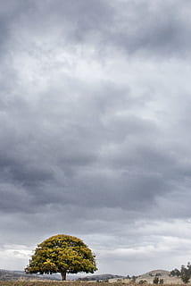 paesaggio, natura, cielo, nuvole, luminosa, nuvoloso, colori, campagna, luce del giorno, ambiente, campo, erba, all'aperto, rurale, panoramico, spazio, viaggio, alberi, natura selvaggia, nuvola - cielo, albero, pianta, bellezza nella natura, nessuno, la tranquillità, scenics - natura, scena tranquilla, giorno, crescita, Inquadratura dal basso, terra, idilliaco, infausto, 5K, CC0, dominio pubblico, privo di copyright