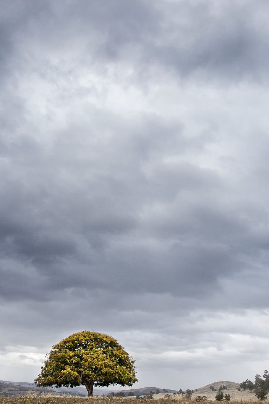 paesaggio, natura, cielo, nuvole, luminosa, nuvoloso, colori, campagna, luce del giorno, ambiente, campo, erba, all'aperto, rurale, panoramico, spazio, viaggio, alberi, natura selvaggia, nuvola - cielo, albero, pianta, bellezza nella natura, nessuno, la tranquillità, scenics - natura, scena tranquilla, giorno, crescita, Inquadratura dal basso, terra, idilliaco, infausto, 5K
