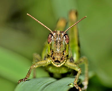 Grasshopper, Hopper, Insect, Creature, animal, close up, macro, flying insect, winged insect, grass, wildlife, fauna, nature, insectoid, pest, garden pest, arthropod, entomology, biology, front view, close-up, green Color, animal Antenna, animals In The Wild, one animal, animal themes, animal wildlife, no people, invertebrate, animal body part, day, focus on foreground, selective focus, outdoors, leaf, zoology, animal eye, animal leg, rainforest, 4K, CC0, public domain, royalty free