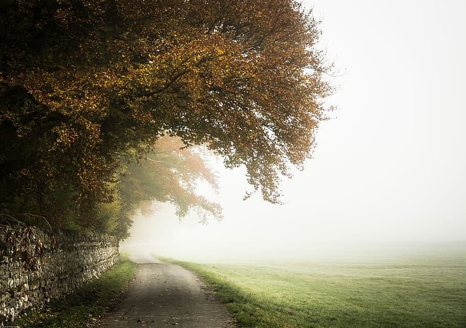 foto, arbre, camp de gespa, arbres, carretera, durant el dia, carril, Camí, pista, paret, herba, boira, caure, tardor, bosc, fusta, daurat, arbre de faig, planta, direcció, el camí a seguir, naturalesa, bellesa a la natura, transport, tranquil·litat, paisatge, cap gent, dia, escena rural, terra, a l'aire lliure, cel, treelined, llarg, 4K
