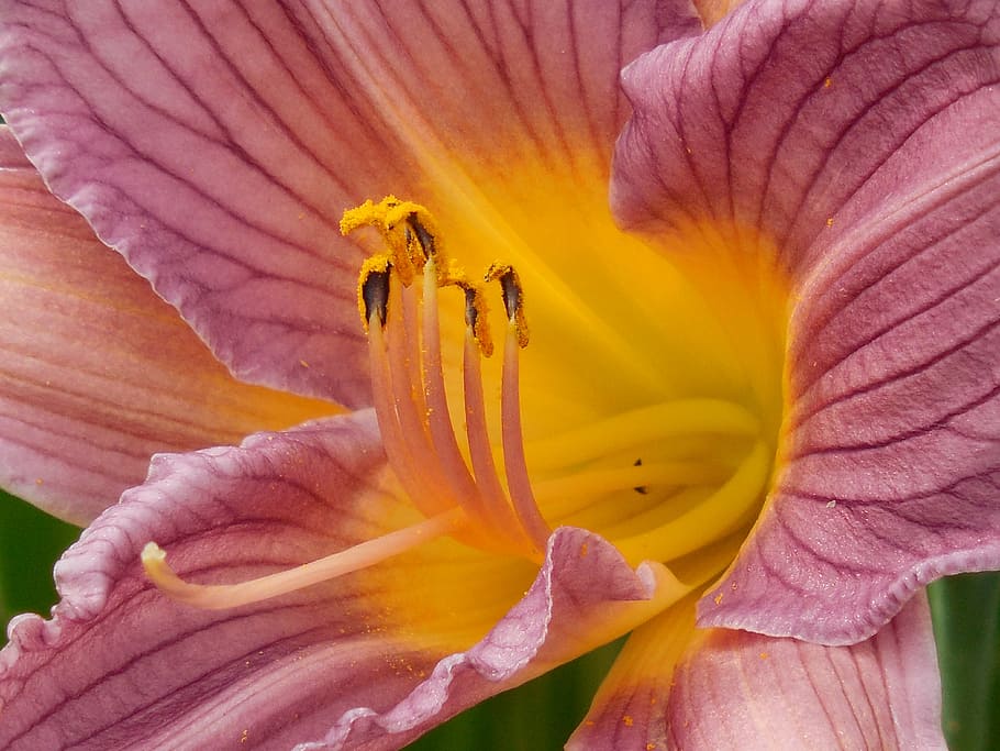 Taglilie, Pollen, Tag, Lilie, Natur, Blume, Pflanze, Flora, Frühling, Makro, Blühen, natürlich, Weiß, Garten, Sommer-, Grün, Botanik, Blatt, Rosa, Gelb, draussen, bunt, Sonnenlicht, Jahreszeit, Dekoration, Single, Umgebung, Blütenblatt, lila, schwarz, blühende Pflanze, Zerbrechlichkeit, Verletzlichkeit, Blütenstand, Blütenkopf, Frische, Schönheit in der Natur, Nahansicht, Wachstum, Staubblatt, pinke Farbe, keine Leute, draußen, Weichheit, Weicher Fokus, Fokus, 4K