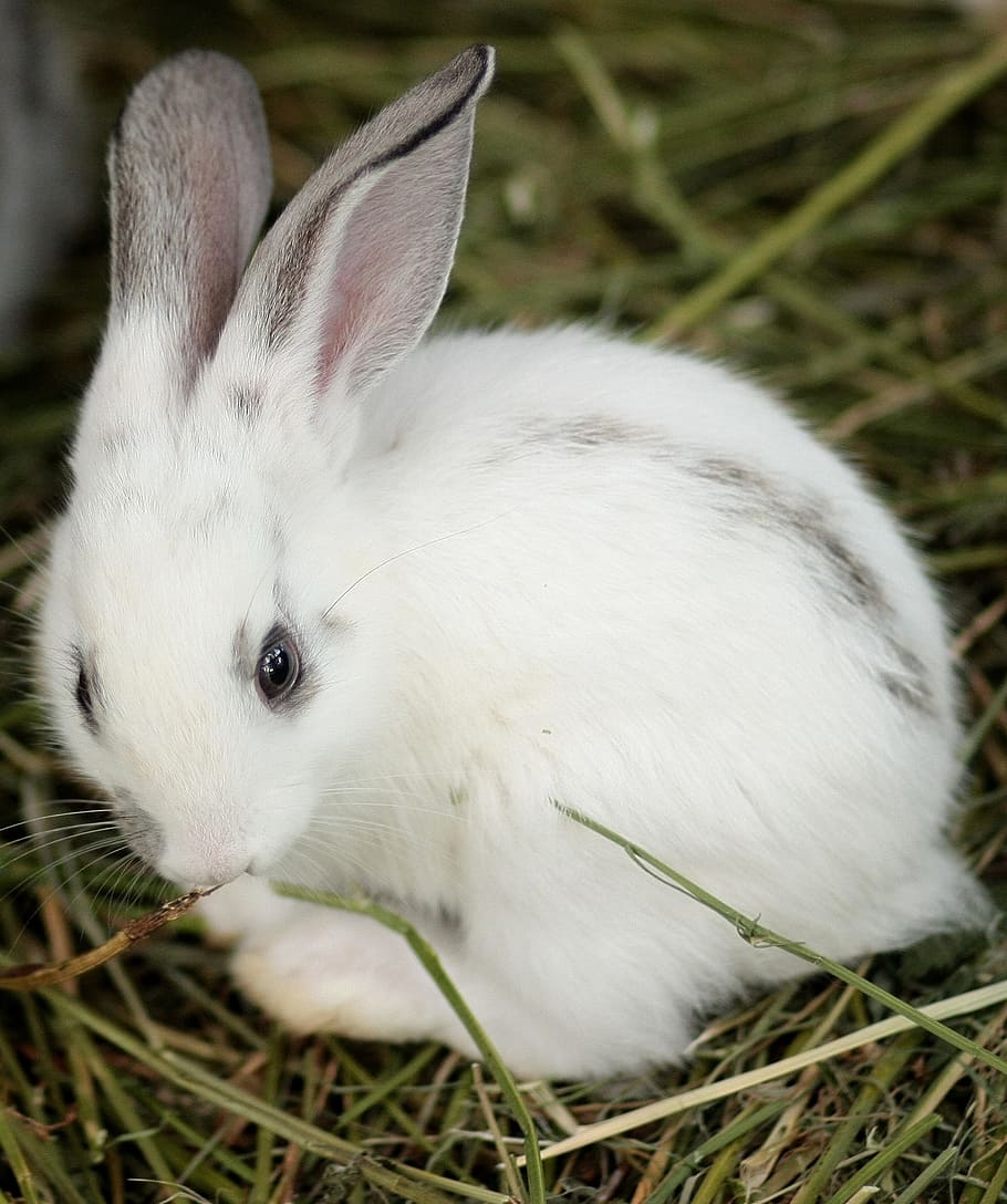 coniglio, piccolo, carina, bianca, coniglio - animale, animale, animali domestici, erba, soffice, Pasqua, pelliccia, mammifero, natura, giovane animale, all'aperto, azienda agricola, primavera, coniglio bambino, Colore bianco, temi animali, avvicinamento, un animale, domestico, vertebrato, pianta, fauna selvatica, campo, nessuno, giorno, concentrarsi sulle conoscenze acquisite, erbivoro, orecchio animale, testa di animale, baffo, 1080P