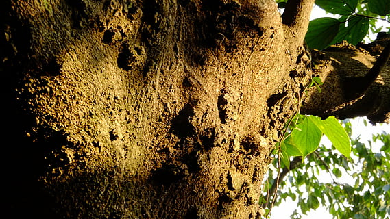 Baum, Schatten, Ast, Licht und Schatten, Borke, Kofferraum, Baumstamm, Pflanze, keine Leute, Nahansicht, texturiert, Natur, Tag, Wachstum, draußen, Sonnenlicht, Rau, Fokus auf den Vordergrund, Blatt, Pflanzenteil, Flachwinkelansicht, Tiere in freier Wildbahn, 2K, CC0, gemeinfrei, lizenzfrei