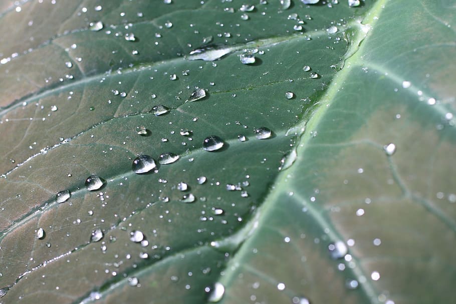 grøn, blad, dug, regn, tropisk, vanddråber, fuld ramme, dråbe, baggrunde, plante del, tæt på, våd, vand, ingen mennesker, plante, grøn farve, natur, friskhed, bladvenen, vækst, skønhed i naturen, mønster, udendørs, renhed, regndråbe, blade, 4K