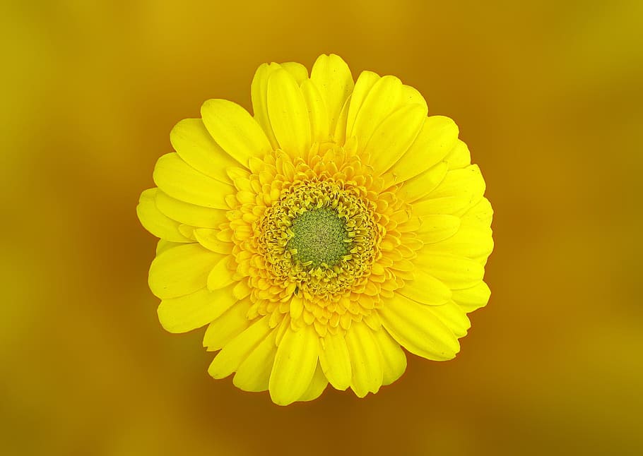 flor de margarida, gerbera, flor, florir, groc, composites, planta amb flors, cap de flor, pètal, inflorescència, bellesa a la natura, fragilitat, vulnerabilitat, planta, frescor, primer pla, creixement, pol·len, margarida, gerbera daisy, cap gent, naturalesa, a l'interior, 2K