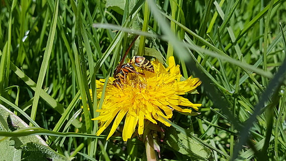 avispa, diente de león, primavera, flor, planta floreciendo, planta, belleza en la naturaleza, invertebrado, fragilidad, amarillo, crecimiento, insecto, animales en la naturaleza, pétalo, cabeza de flor, vulnerabilidad, fauna animal, temas de animales, frescura, animal, un animal, de cerca, inflorescencia, polinización, nadie, ala animal, al aire libre, polen, mariposa - insecto, 5K, CC0, dominio público, libre de derechos